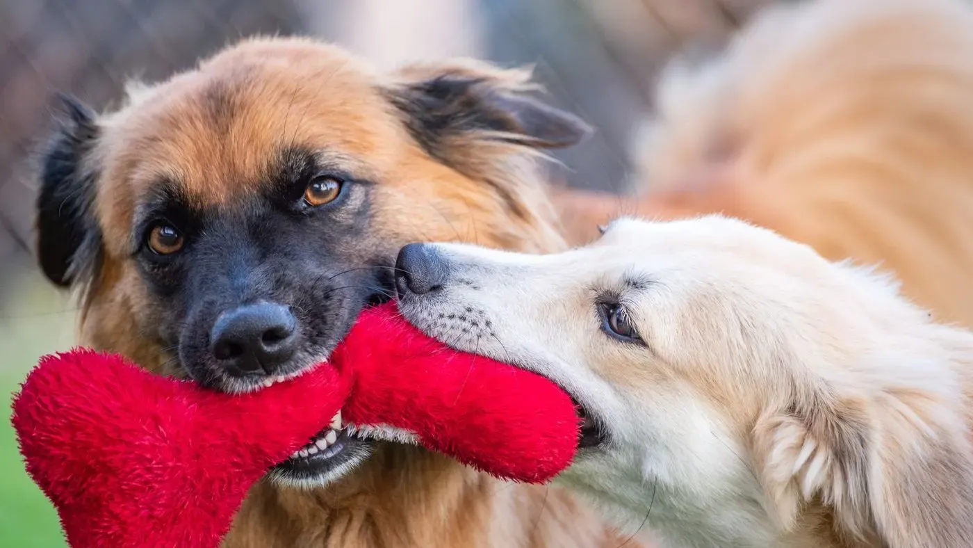 Interaktiv leksak för hund