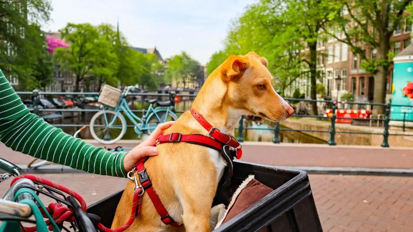 Hund i cykelkorg