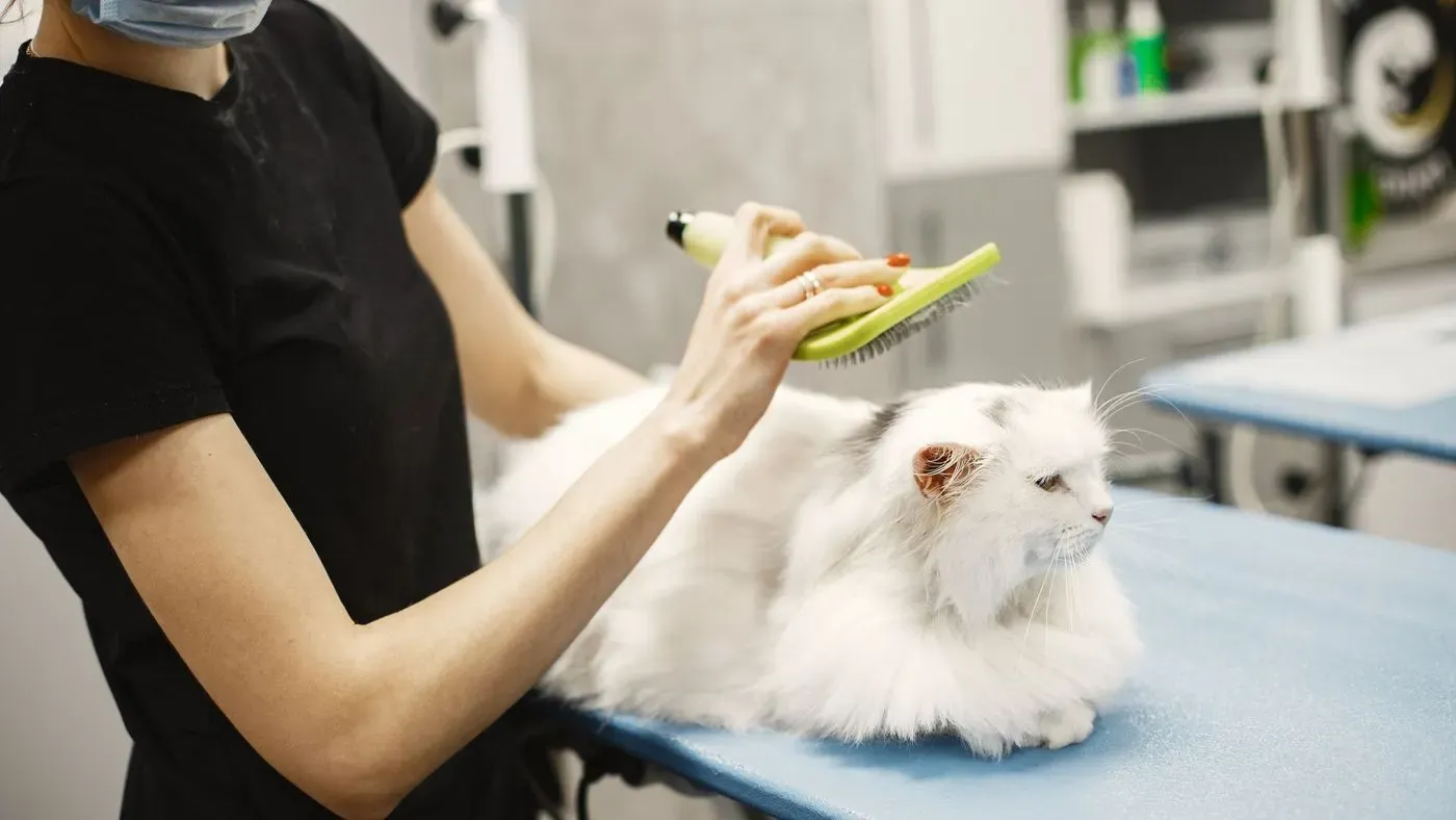 Borste för kattpäls