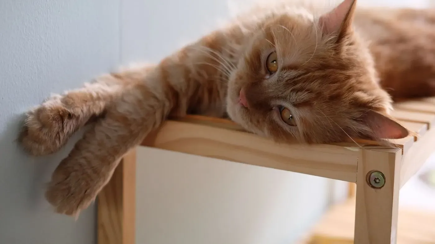 Lugn katt som vilar hemma