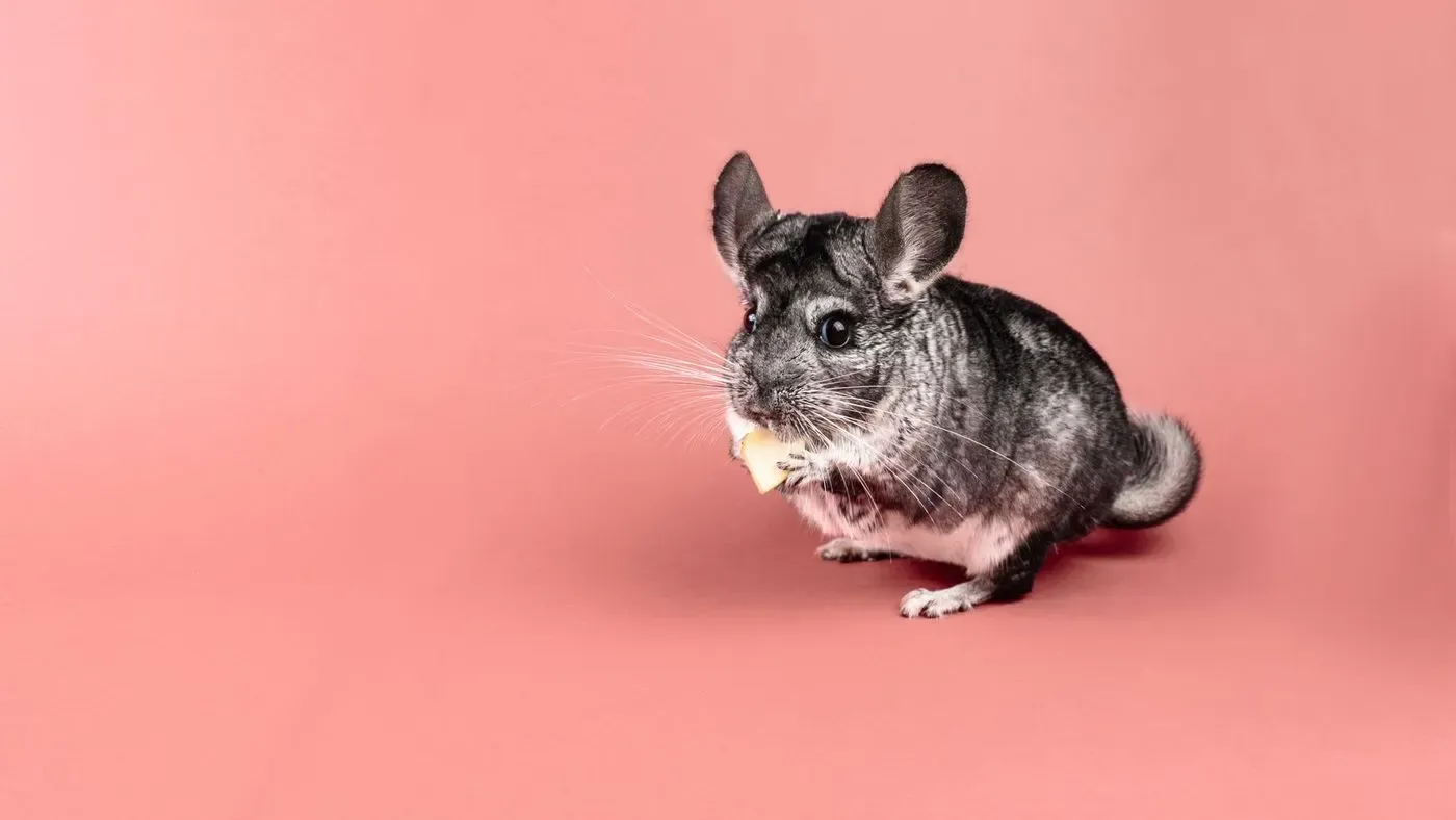 Chinchilla i sandbad