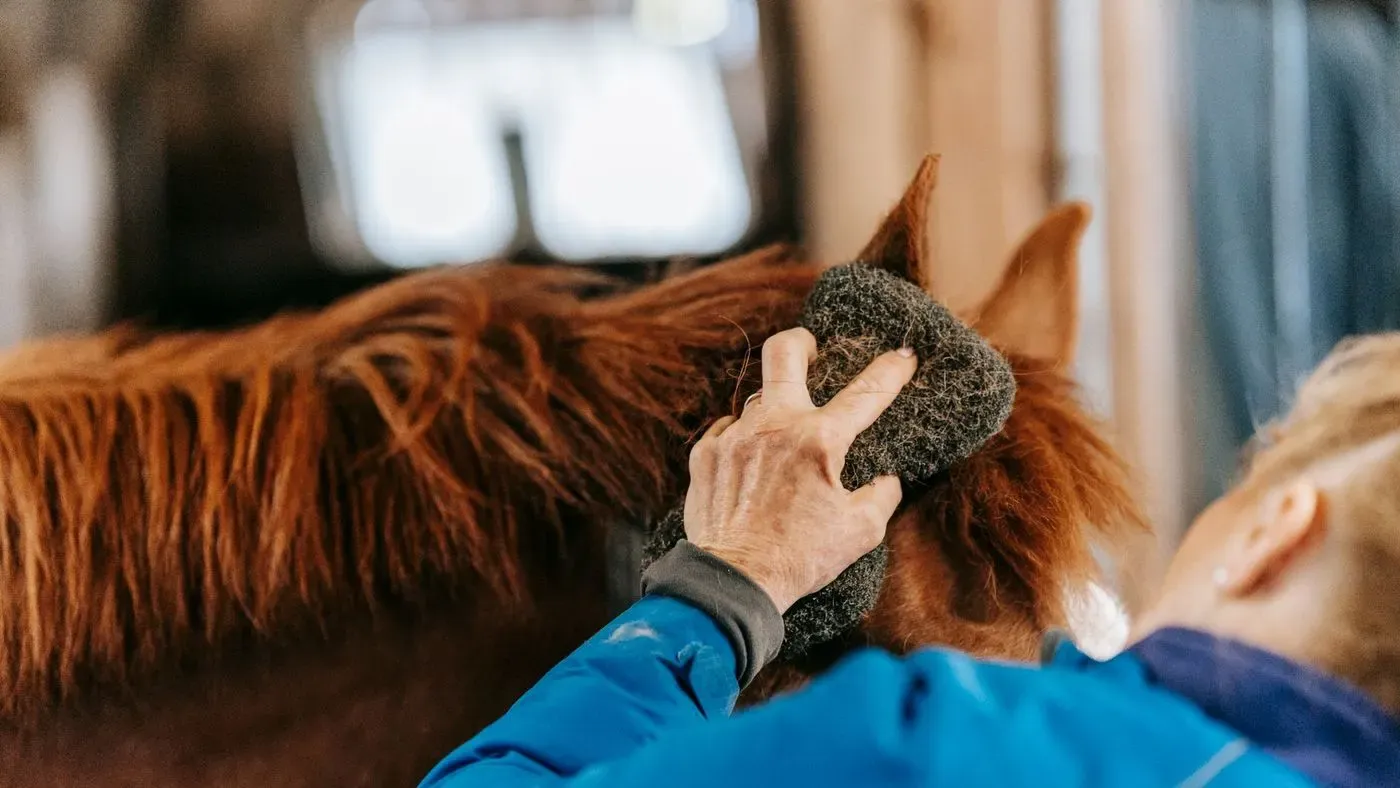 Klippmaskin för hästens päls