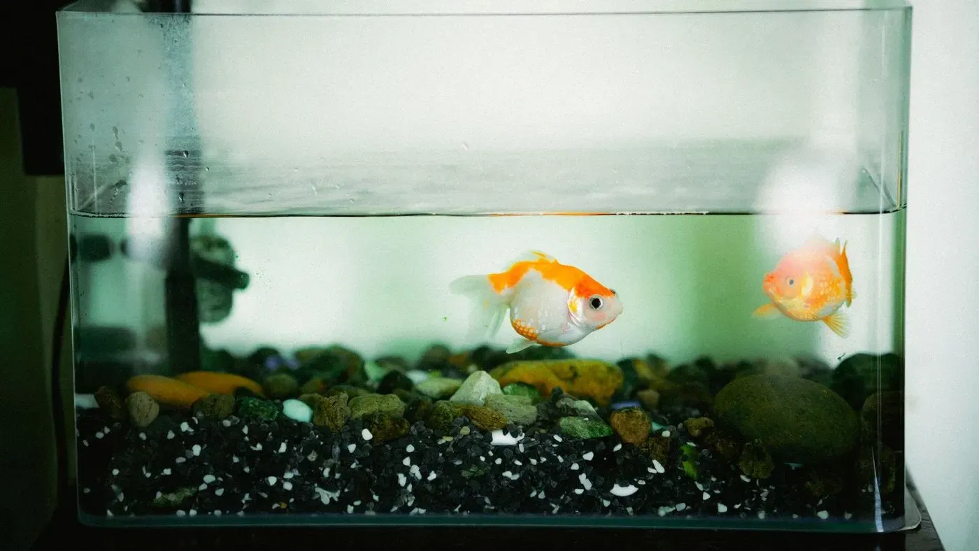Akvariefilter i vattentank