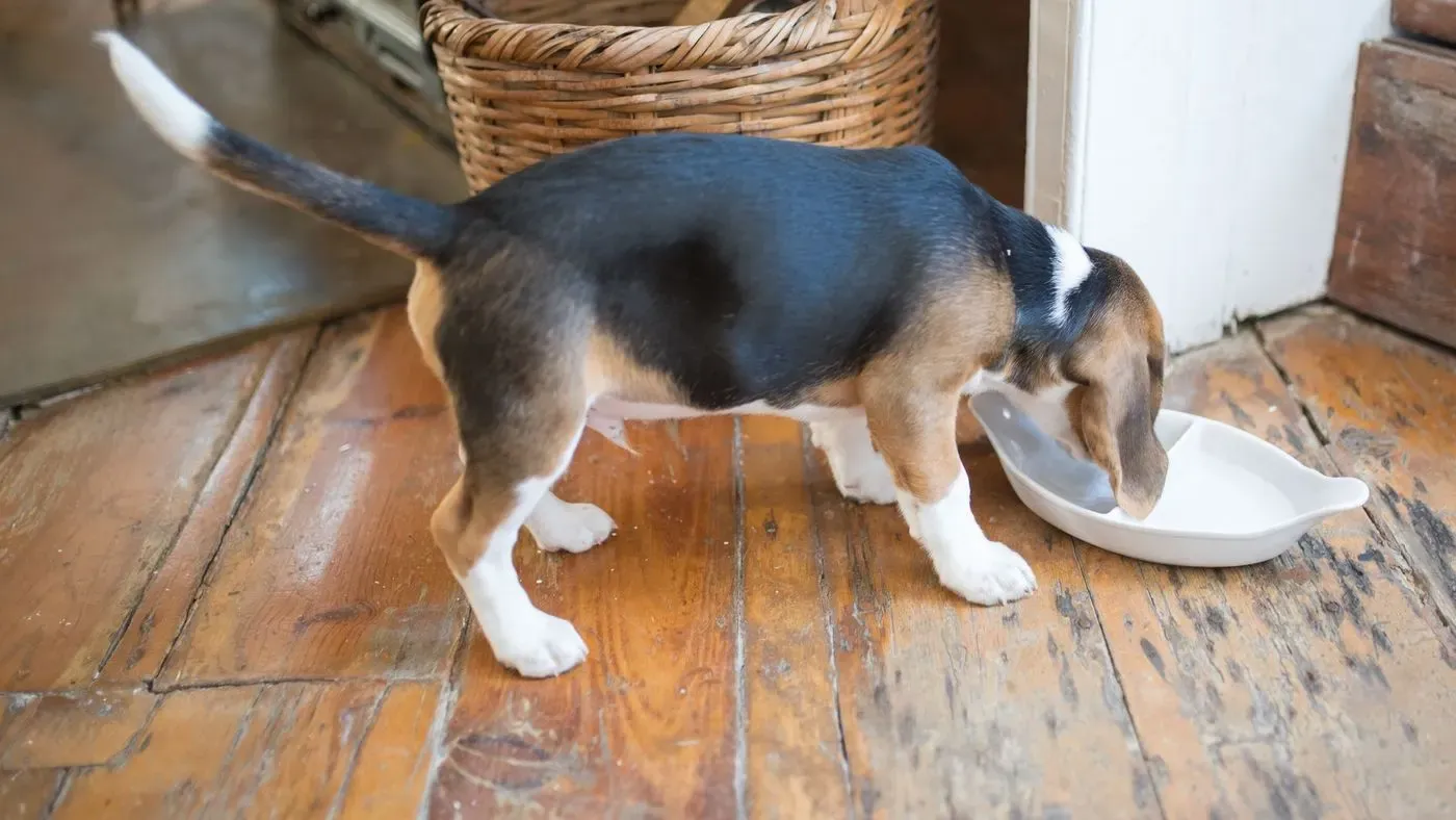 Hund äter ur matskål