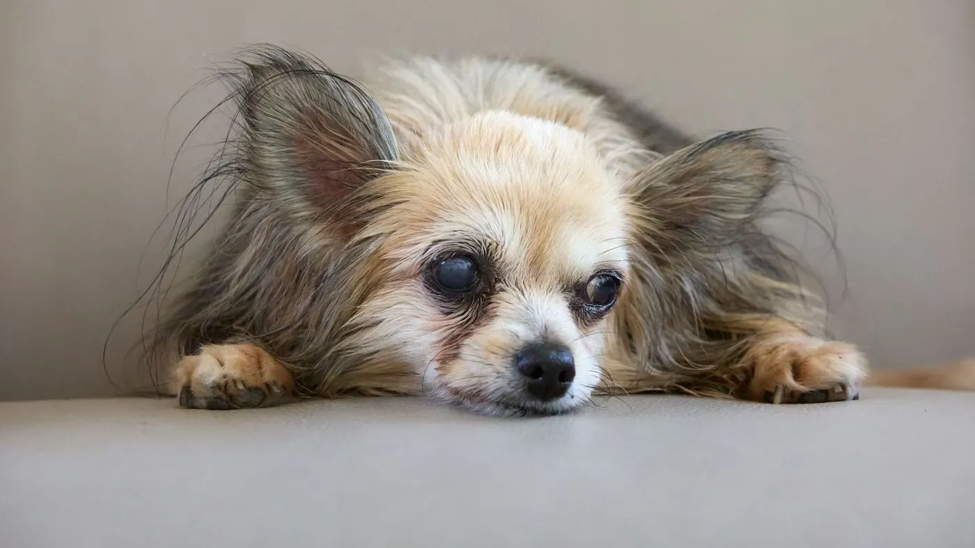 Ögondroppar för hund