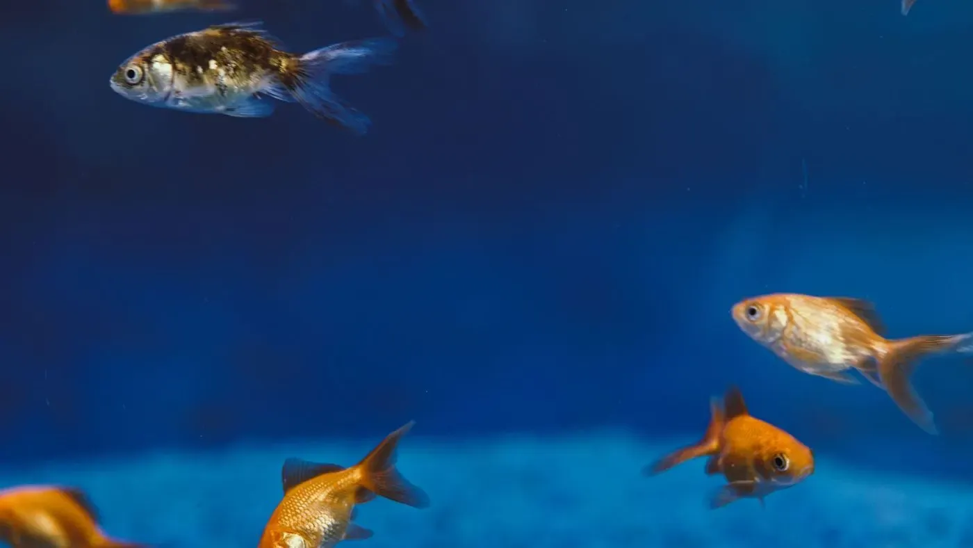 Fiskmat i akvarium