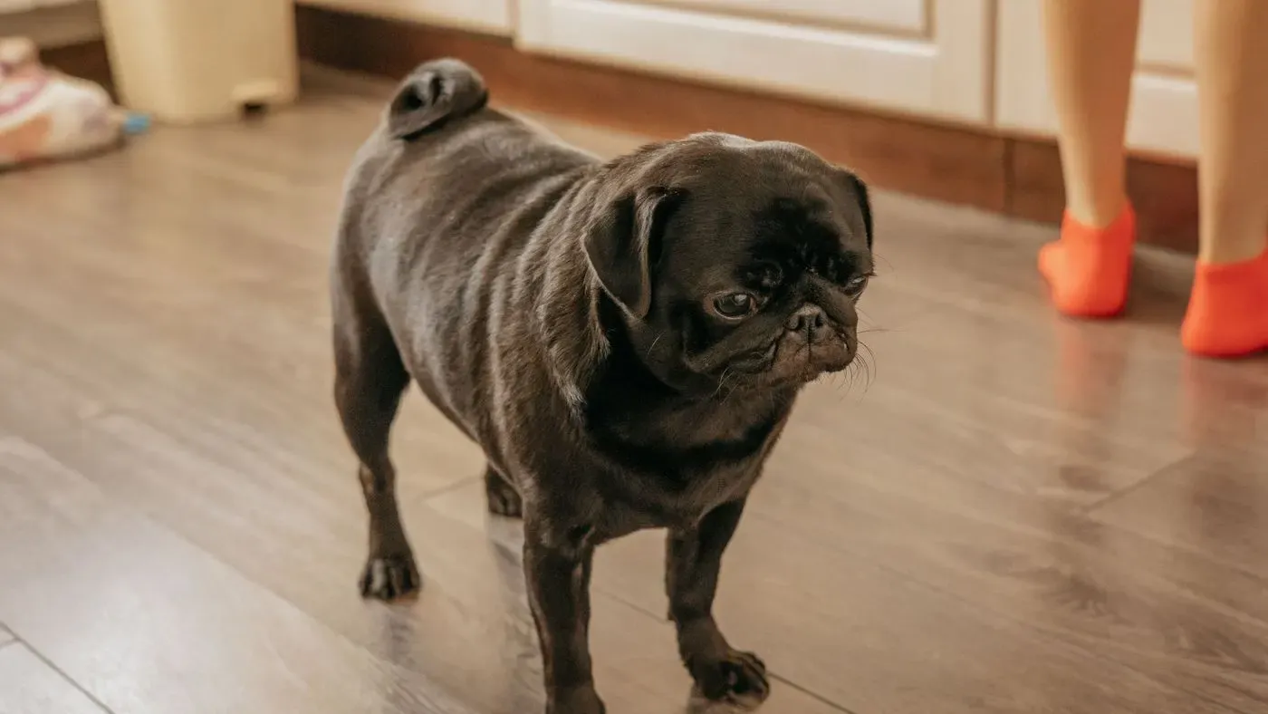 Hund som bär strumpor på tassarna