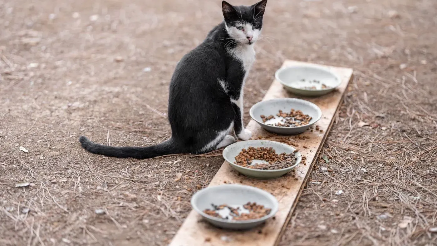 Kattmat i matskål