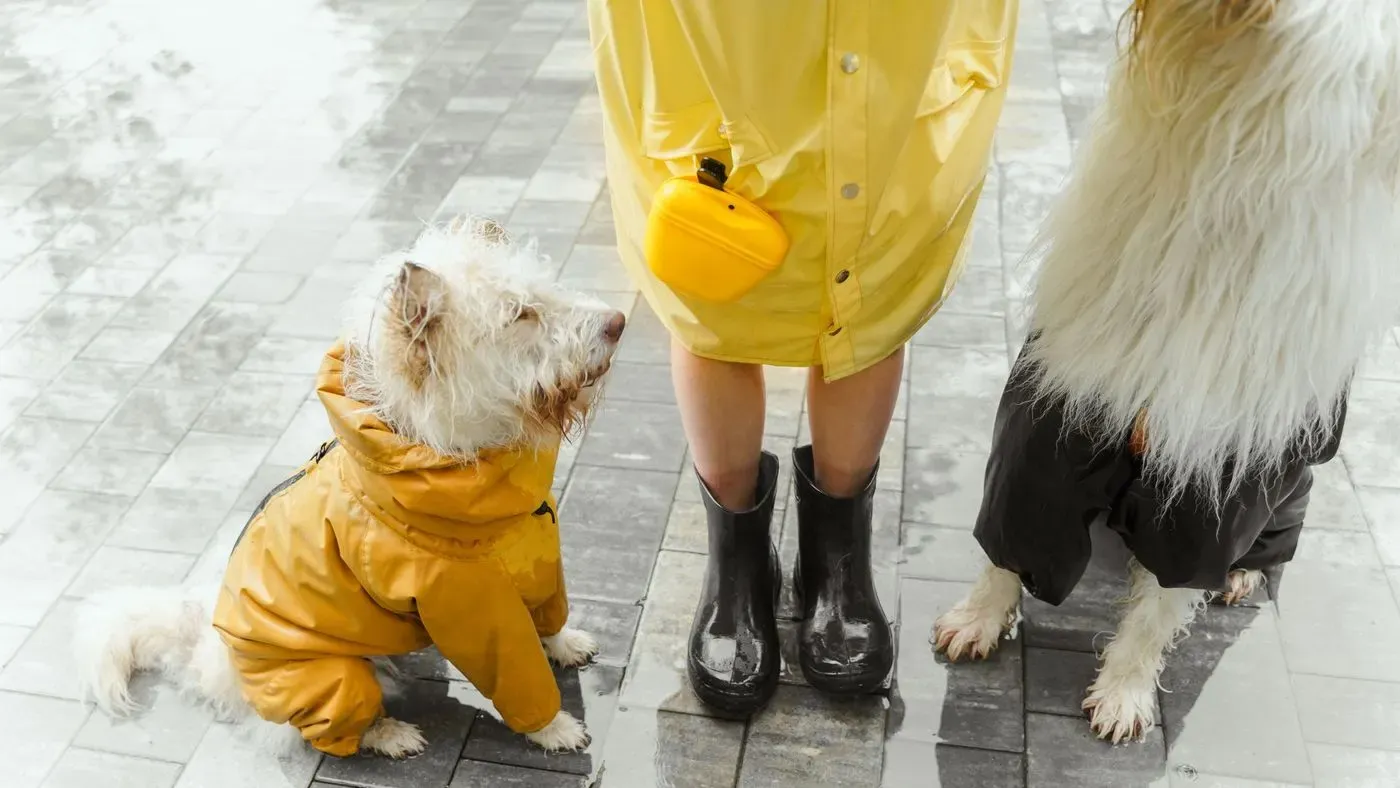 Hund bär regnjacka utomhus