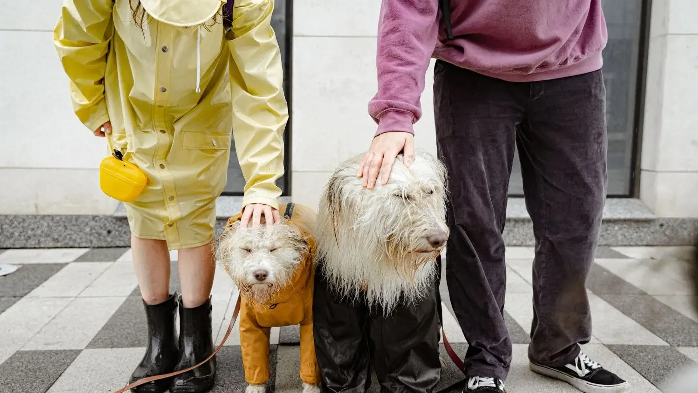 Hund bär skyddsbyxor utomhus