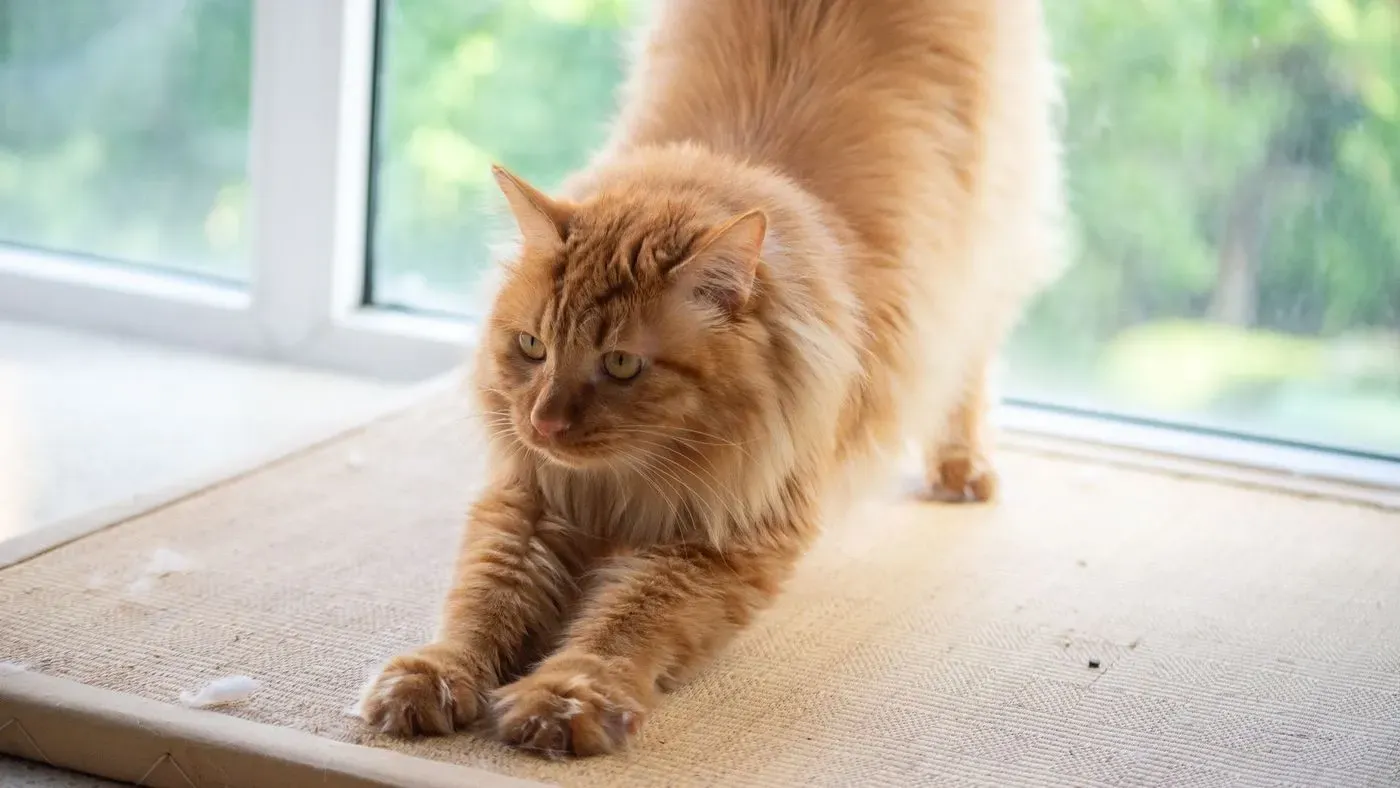 Kattsand i lådan