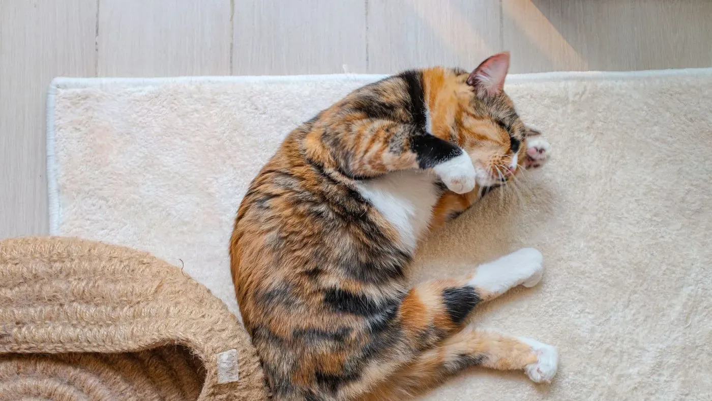 Kylplatta för katt på golv