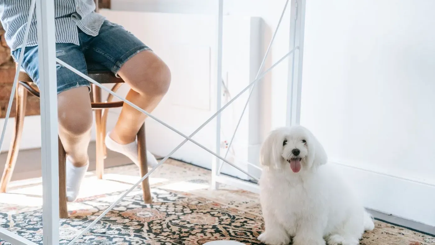 Hundmat i matskål