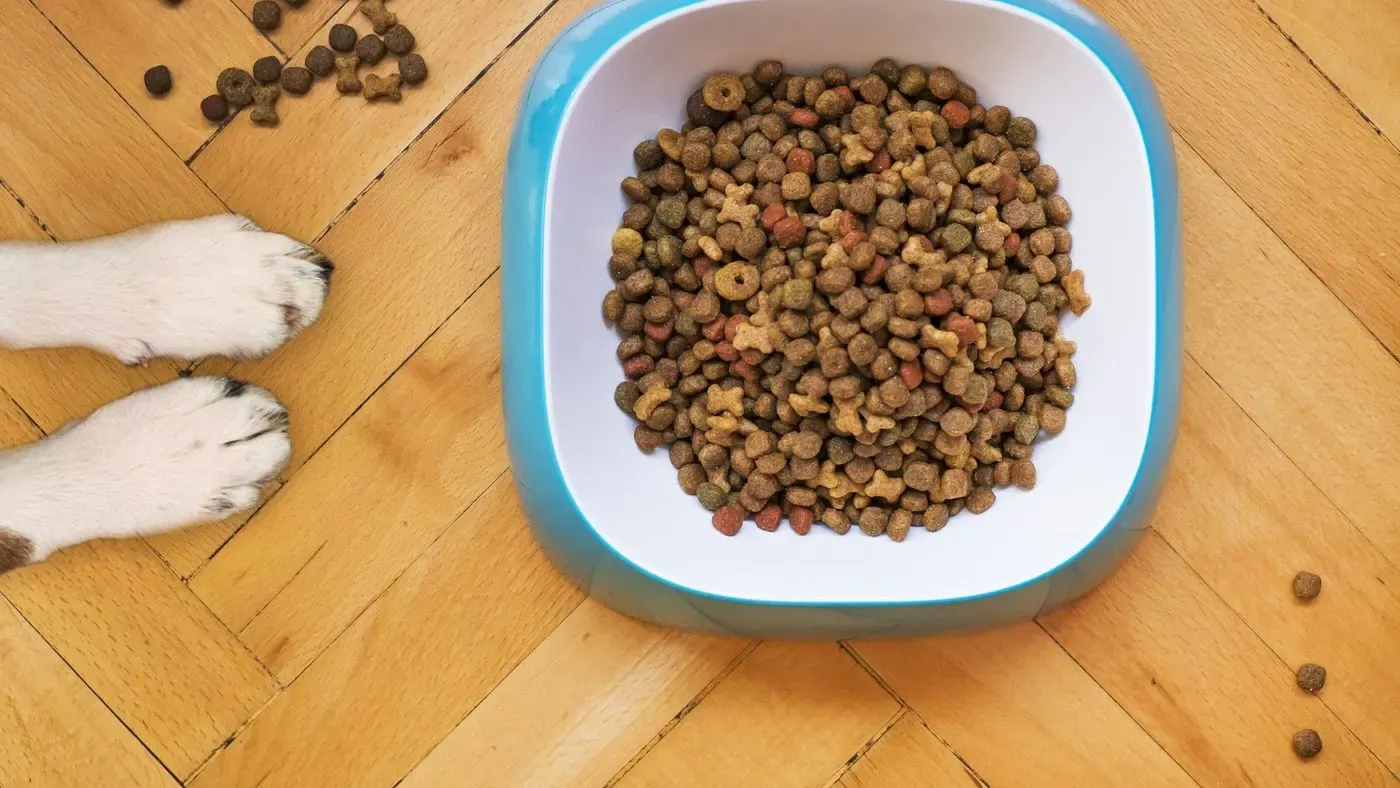 Flaska med omega-3 tillskott för hund