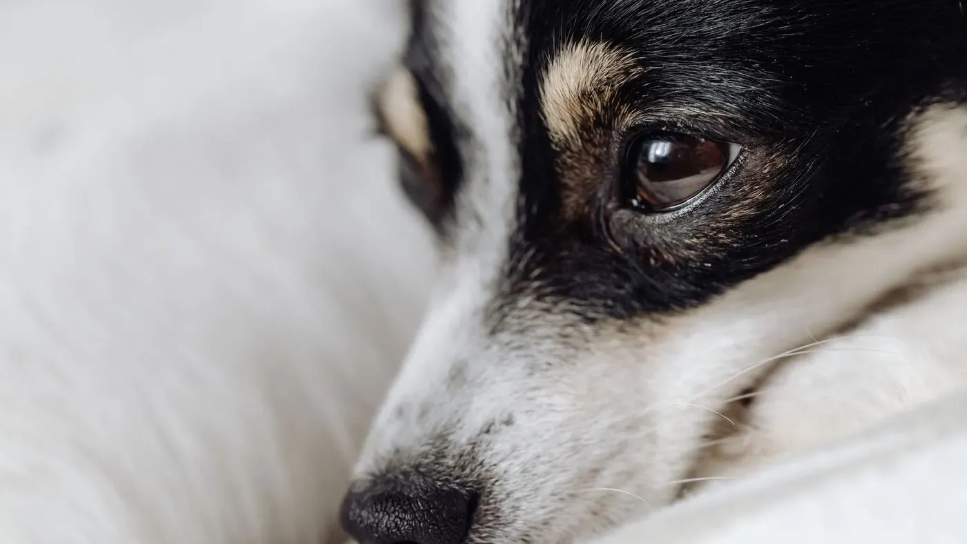 Ögondroppar avsedda för hund