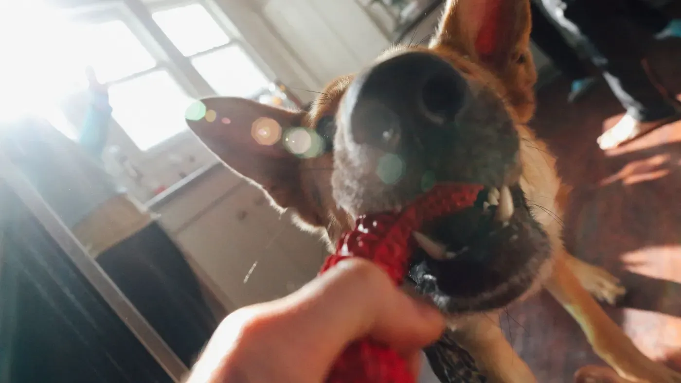 Hund får tänderna rengjorda