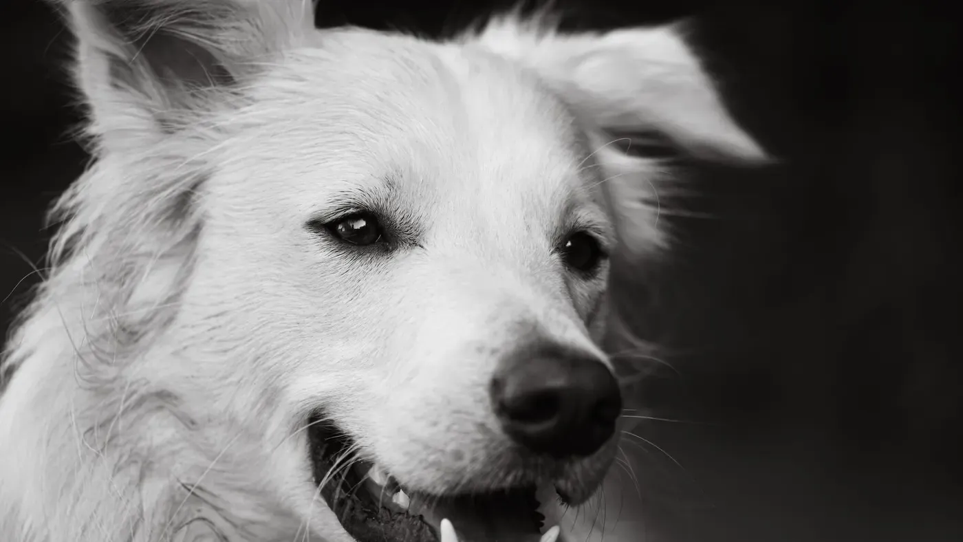 Hund får tänderna borstade