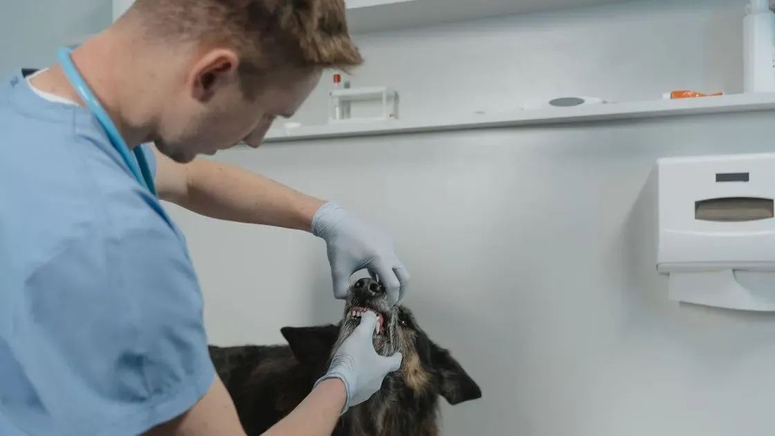 Närbild på tandborstning hos hund