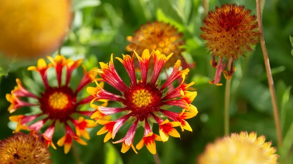 Närbild på blommande perenner
