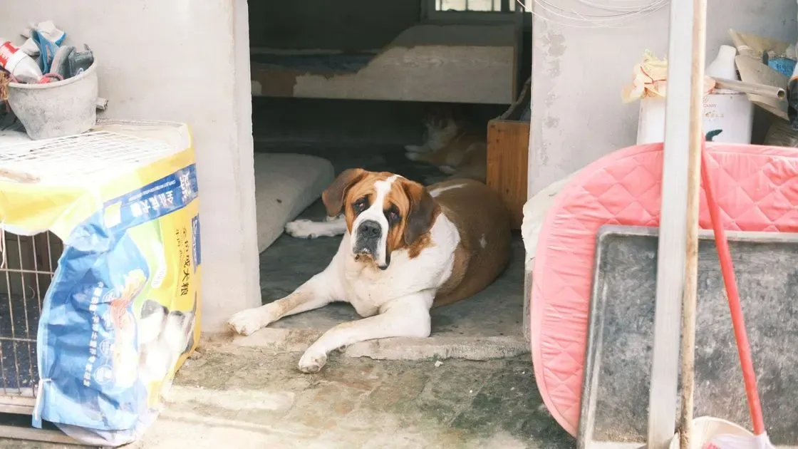 Närbild på hundluckans klaff