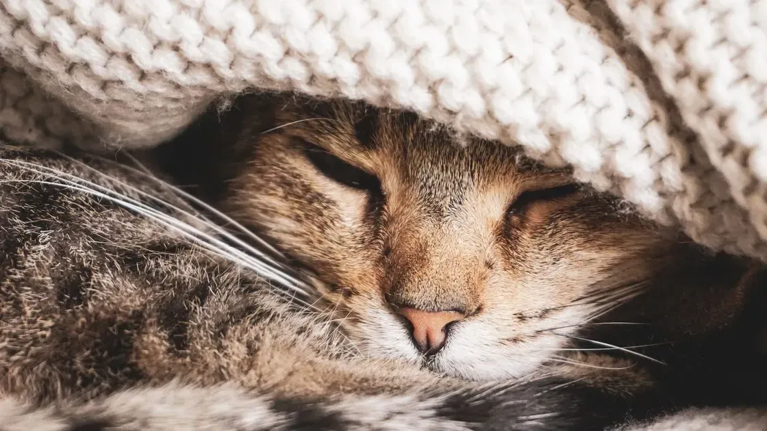 Närbild på lugnande tabletter för katt