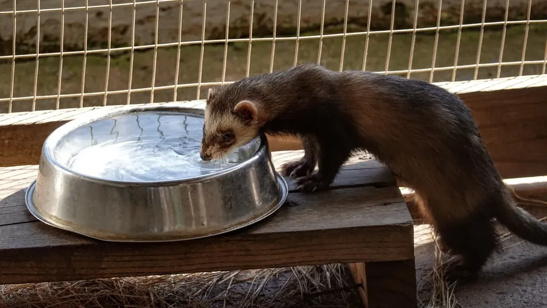 Närbild på burens galler