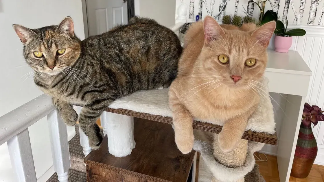 Närbild på kattsandens korn