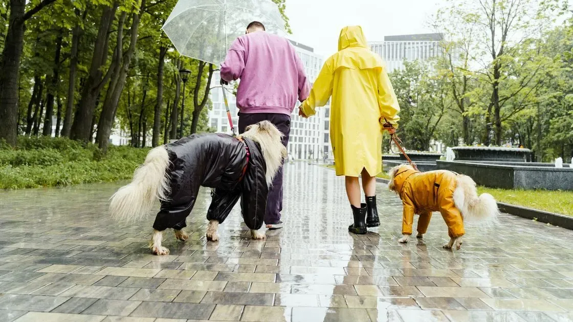 Hund promenerar i regn i parken