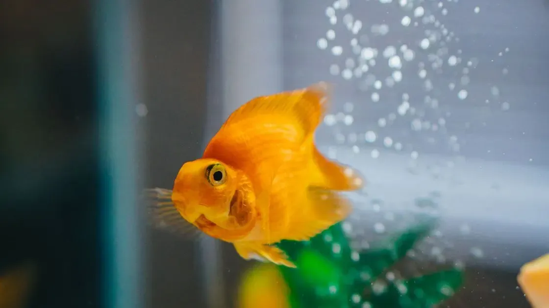 Akvarium med fiskar hemma