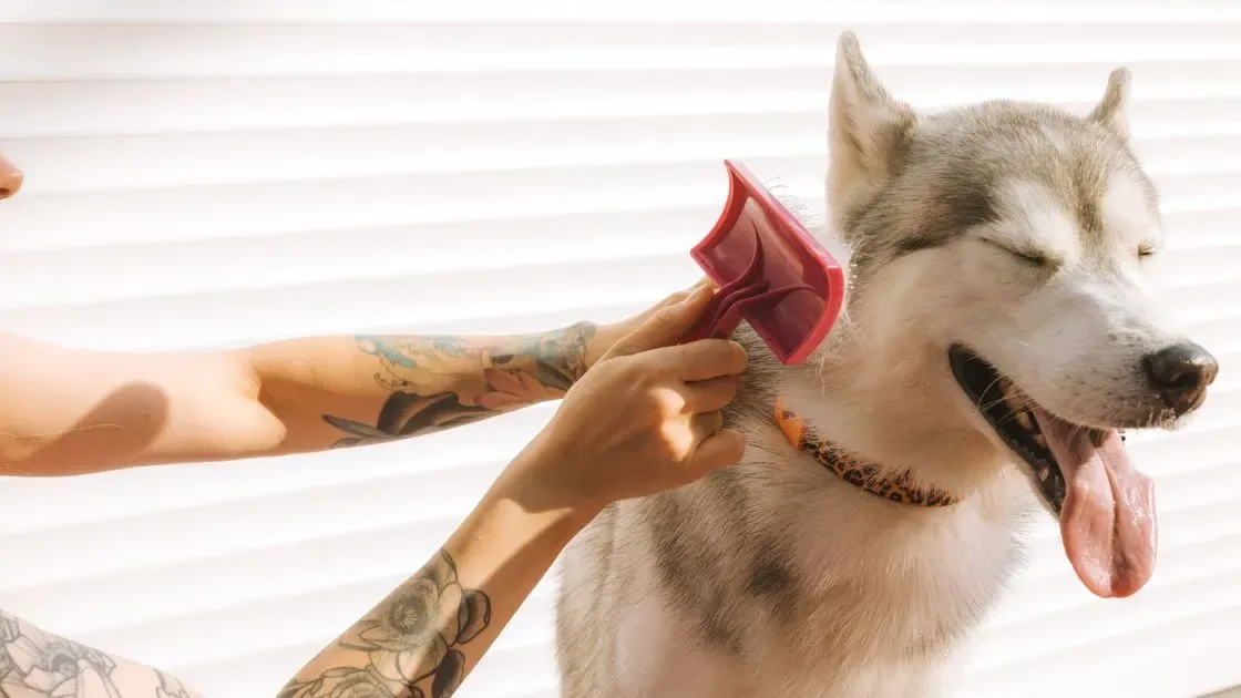 Person som borstar en hund