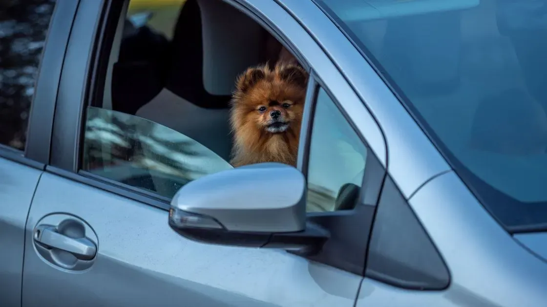 Hund reser i bilen
