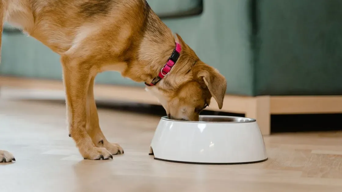 Hund som äter ur matskål