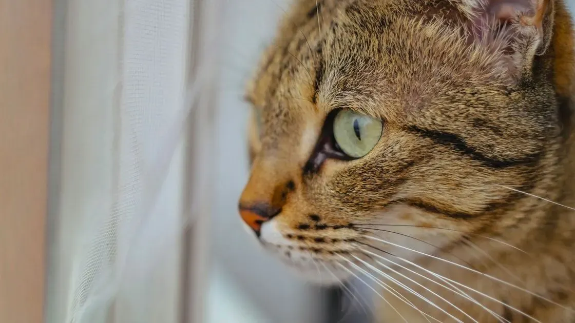 Katt vid sin sandlåda