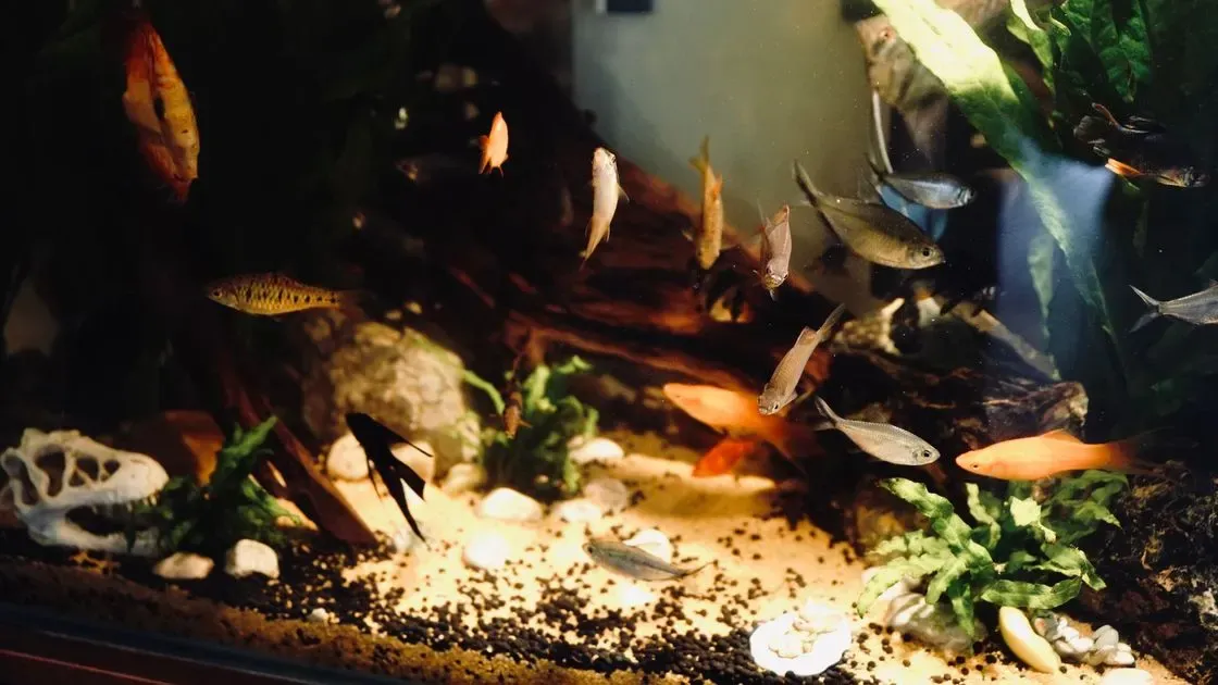 Person matar fiskar i akvarium