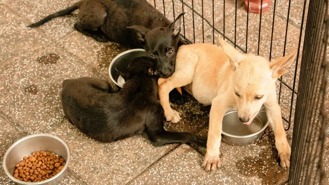 Matskål med hundmat i köket