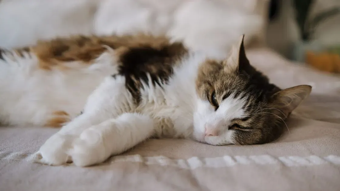 Doftavgivare för lugnande medel till katt