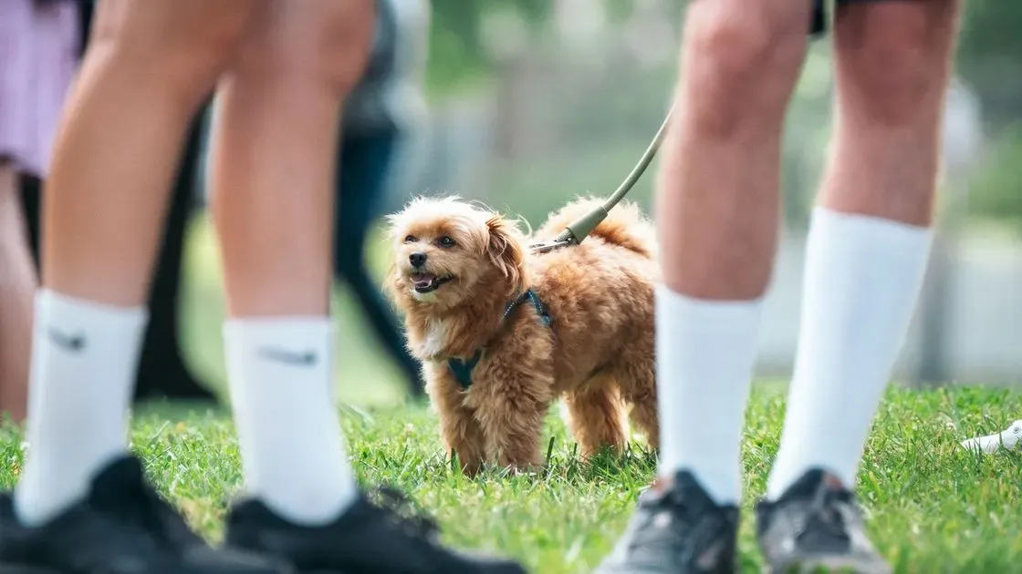 Hund som går med strumpor på golv