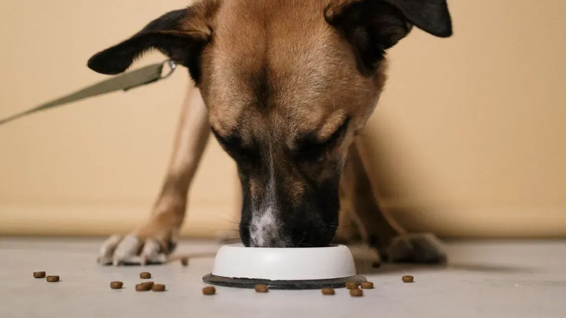 Hund äter färskfoder ur skål
