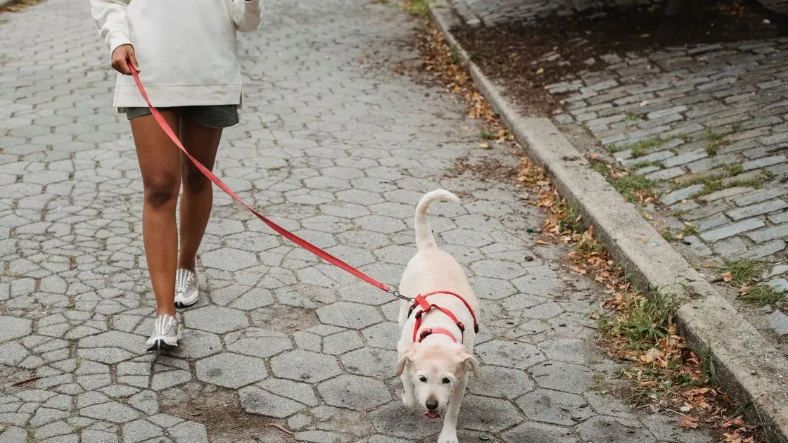 Person som springer med hund i midjekoppel