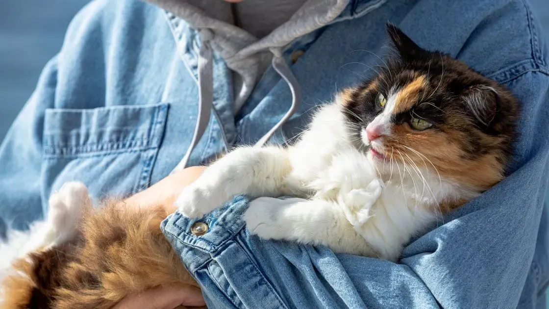 Person håller katt hemma