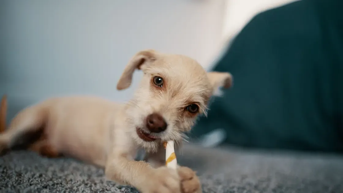 Hund som bär en lugnande väst