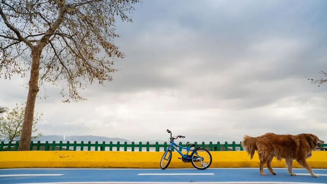 Hund åker i cykelkorg utomhus
